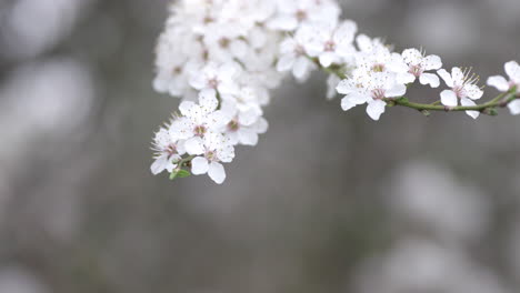 Pflaumenbaum-Blüht-Am-Sonnigen-Frühlingstag