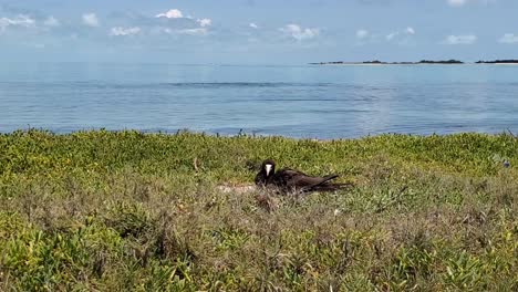 Brown-Booby-Bird-sula-on-nest,-beachfront-caribbean-sea-Los-Roques-island-,-zoom-in