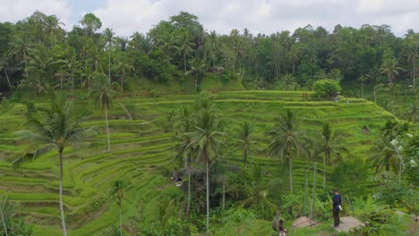 Die-üppigen-Tegallalang-Reisterrassen-In-Bali,-Indonesien