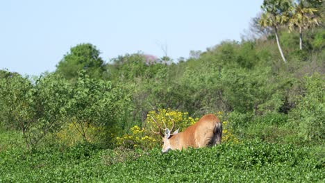 Marsh-Deer--walking-in-the-green-thickets