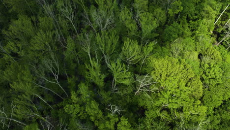 Flying-Above-Lush-Forests-In-Big-Cypress-Tree-State-Park-In-Tennessee,-USA---Drone-Shot
