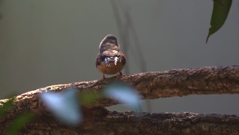 Close-up-shot-of-a-cute-tiny-little-zebra-finch-or-chestnut-eared-finch,-taeniopygia-guttata-spotted-perching-on-tree-branch-and-wondering-around-it-surrounding-environments