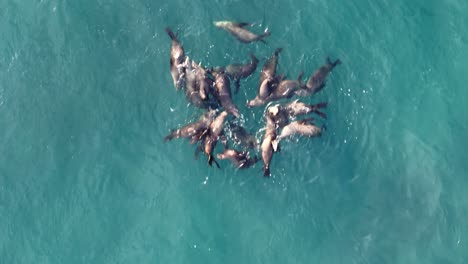 La-Jolla-Cove-Drohne-Von-Oben-Nach-Unten-überfliegen-Nahaufnahme-Einer-Gruppe-Von-Seelöwen-Robben-Von-Oben-Nach-Unten