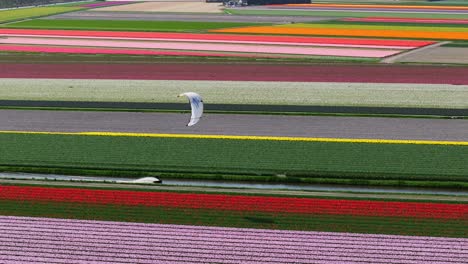 Wide-aerial-panning-shot-of-a-kiteboarder-racing-down-a-canal-among-the-beautiful-tulip-fields-in-full-bloom