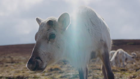 Close-up-of-Reindeer-in-Scotland-walking-over-the-Cairngorm-mountains,-with-lens-flare