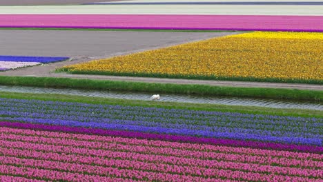 Aerial-orbiting-view-of-a-white-swam-standing-along-a-canal-among-a-sea-of-tulips-of-multiple-colors-planted-i-straight-rows-and-rectangles