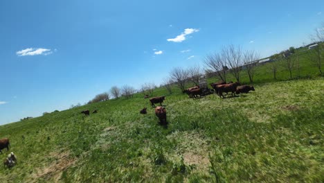 Rebaño-De-Vacas-Y-Ovejas-Pastando-Al-Aire-Libre-En-El-Campo-Agrícola