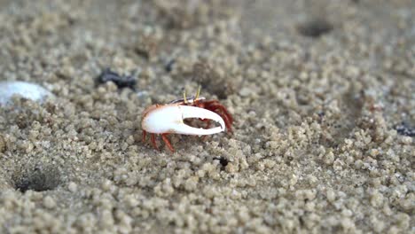 A-wild-male-sand-fiddler-crab-with-mismatched-claws,-foraging-and-sipping-minerals-from-the-tidal-flat,-consuming-micronutrients-and-forming-small-sand-pellets,-close-up-shot