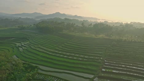Fly-over-amazing-rice-field-in-hazy-morning
