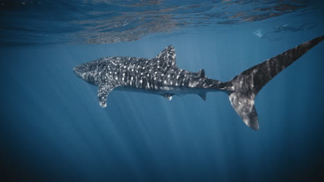 Whale-shark-reflection-on-ocean-water-surface,-view-from-underwater-in-slow-motion