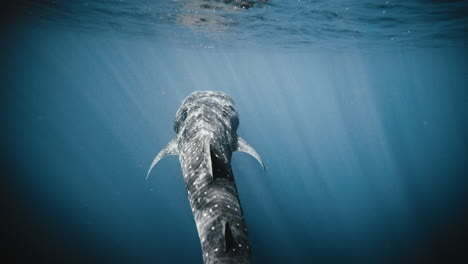 Whale-shark-swimming-in-slow-motion-up-to-surface-of-water-meeting-reflection