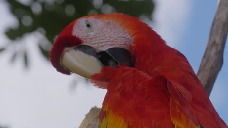 Portrait-view-of-Scarlet-Macaw.-Close-up