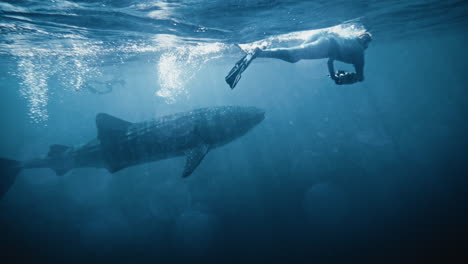 Whale-shark-swims-to-surface-as-diver-follows-underwater-in-shimmering-light