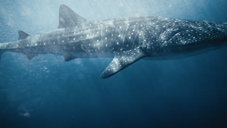 Primer-Plano-Medio-Del-Tiburón-Ballena-Con-Bokeh-De-Burbujas-De-Aire-Girando-En-Cámara-Lenta