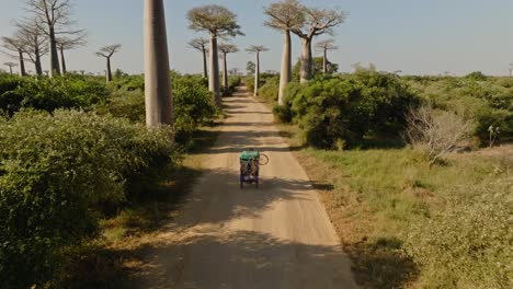 Vieja-Bicicleta-Tuk-Tuk-Conduciendo-Por-Una-Carretera-Polvorienta-Bajo-Enormes-Baobabs-En-La-Avenida-De-Los-Baobabs-En-Madagascar