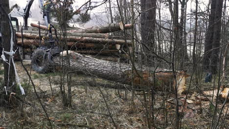 Wheel-mounted-loader-grab-timber-in-forest-area,-modern-lumberjack