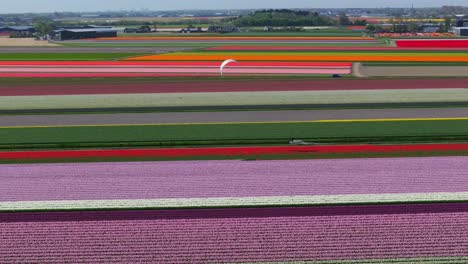 Aerial-following-view-of-a-kiteboarder-racing-along-a-canal-in-the-middle-of-the-tulip-fields-in-full-bloom-with-vibrant-colors
