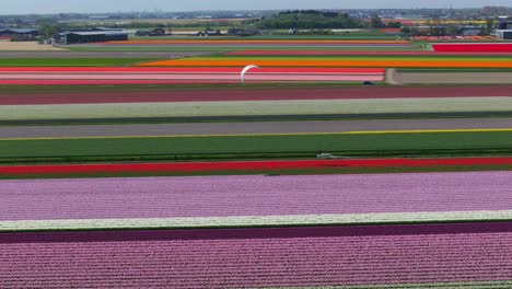 Luftaufnahme-Eines-Kiteboarders,-Der-Entlang-Eines-Kanals-Inmitten-Der-Tulpenfelder-In-Voller-Blüte-Mit-Leuchtenden-Farben-Rast