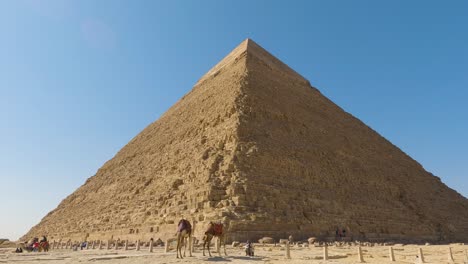 Rückzug-Von-Den-Großen-Pyramiden-Von-Gizeh-Mit-Angebundenen-Kamelen-An-Der-Basis