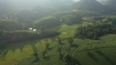 Aerial-view-of-Long-Coc-tea-hill,-Vietnam