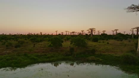 Sunset-at-unique-old-beautiful-Baobab-trees-forest-with-small-lake-in-Madagascar-at-sunset