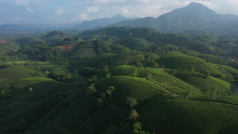 Aerial-view-of-Long-Coc-tea-hill,-Vietnam