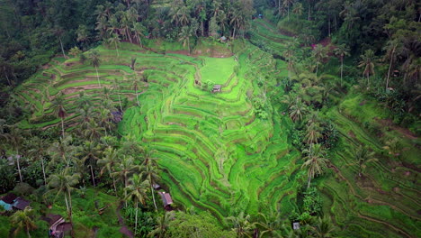 Tegalalang-Reisterrassenfelder-Von-Ubud,-Bali-Mit-Palmen,-Luftrückzug