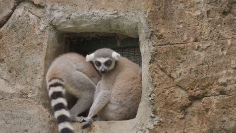 Eine-Lemurenmutter-Und-Ihr-Baby-Sitzen-In-Einer-Wandnische,-Plötzlich-Gesellt-Sich-Ein-Dritter-Lemur-Dazu,-Der-In-Den-Rahmen-Springt