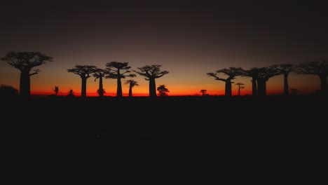 Silueta-Negra-De-Baobabs-En-La-Avenida-De-Los-Baobabs-En-Madagascar-Después-Del-Atardecer-Con-Cielo-Naranja