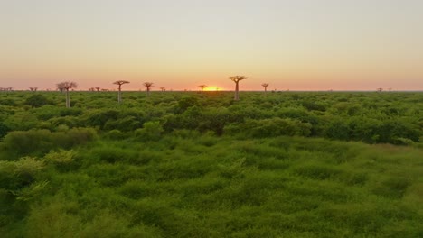 Birds-fly-around-unique-endemic-Baobab-trees-in-Madagascar-at-sunset