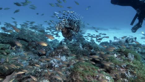 Rotfeuerfische-Schwimmen-über-Einem-Belebten-Korallenriff-Auf-Der-Insel-Mauritius