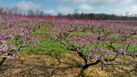 Pfirsichplantage-In-Blüte-Im-Frühen-Frühling