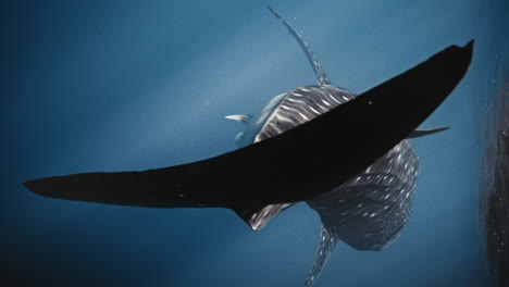 Vertical-rearview-closeup-of-tail-fin-from-whale-shark-reflecting-in-surface,-slow-motion