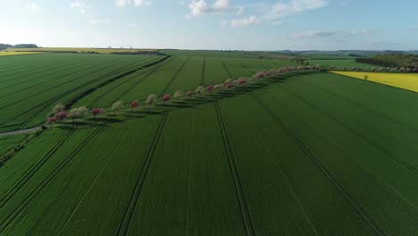 Drone-footage-of-the-Yorkshire-Wolds-with-expansive-fields-and-a-cherry-tree-lined-road-in-blossom