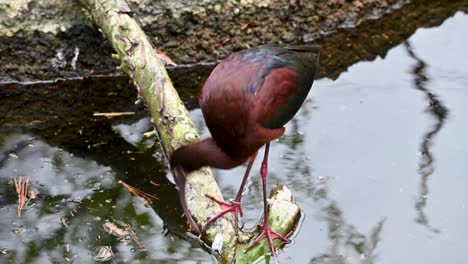 Glattkopfsichler-Thront-Auf-Einem-Kleinen-Baumstamm-Und-Frisst-Aus-Dem-Wasser