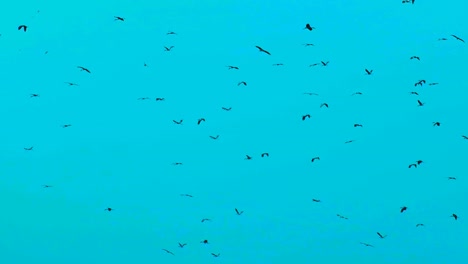 Una-Bandada-De-Aves-Migratorias-Deambulando-Contra-El-Cielo-Azul-En-Bangladesh