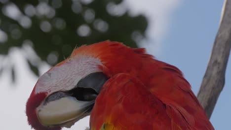 Primer-Plano-De-Una-Vibrante-Guacamaya-Roja-Posada-En-Una-Rama-Contra-El-Cielo