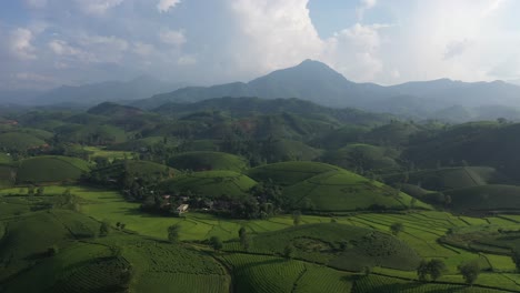 Aerial-view-of-Long-Coc-tea-hill,-Vietnam