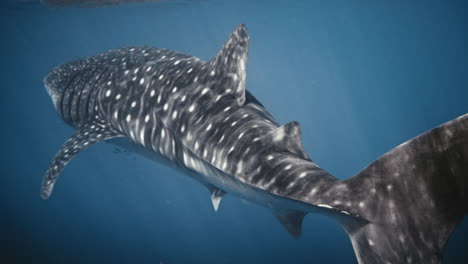 Whale-shark-closeup-of-backside-fins-at-ocean-surface-underwater,-slow-motion