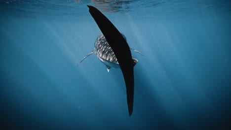 Rear-view-of-cut-tail-fin-of-whale-shark-as-it-swims-off-across-surface-with-reflection