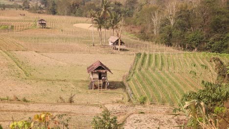 Mirando-Hacia-Abajo-Sobre-Los-Campos-De-Arroz-En-Terrazas-De-Color-Verde-Brillante-En-La-Ciudad-Montañosa-De-Nong-Khiaw-En-Laos,-Sudeste-De-Asia