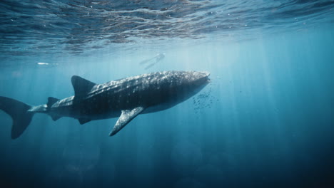 Schwenk-Zu-Einem-Walhai,-Der-An-Der-Meeresoberfläche-Schwimmt,-Unter-Wasser-Funkelndes-Licht-In-Zeitlupe