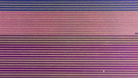 Arial-planning-view-left-to-right-of-straight-tulip-fields-of-blue,-purple-and-pink-in-perfect-rows