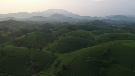 Aerial-view-of-Long-Coc-tea-hill,-Vietnam