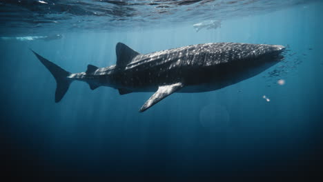 Whale-shark-gliding-at-surface-swimming-with-fish-past-snorkler,-light-beam-bokeh-ray