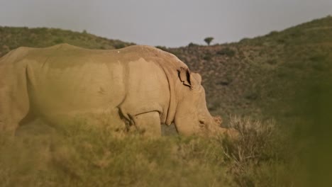 Hembra-De-Rinoceronte-Blanco-Caminando-Entre-Arbustos-En-El-Desierto-Del-Sur-De-África