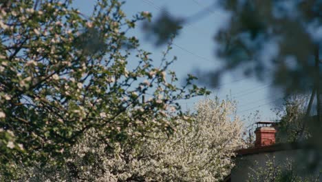 Apple-blossom-at-apple-trees-during-Baltic-spring-time-in-garden-handheld-slow-motion