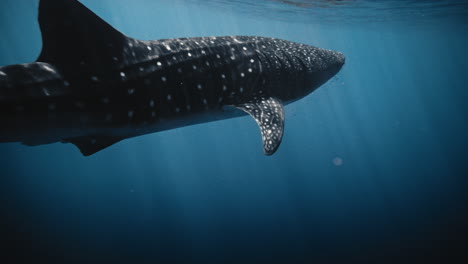 Side-closeup-of-whale-shark-backlit-at-surface-of-water-with-grey-reflection,-slow-motion
