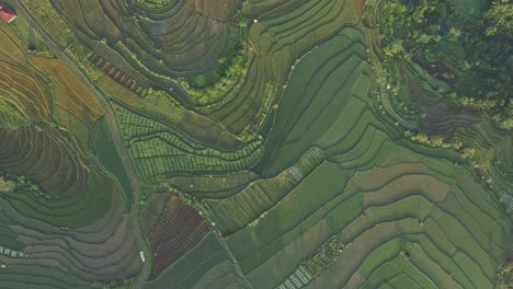 Drone-fly-over-green-plantation-of-rice-field