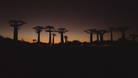 Cars-driving-under-black-silhouette-of-Baobab-trees-in-Avenue-of-the-Baobabs-in-Madagascar-after-sunset-with-orange-sky